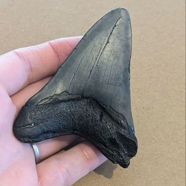 メガロドンの歯の化石 ots05