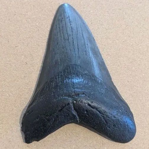 メガロドンの歯の化石 ots05